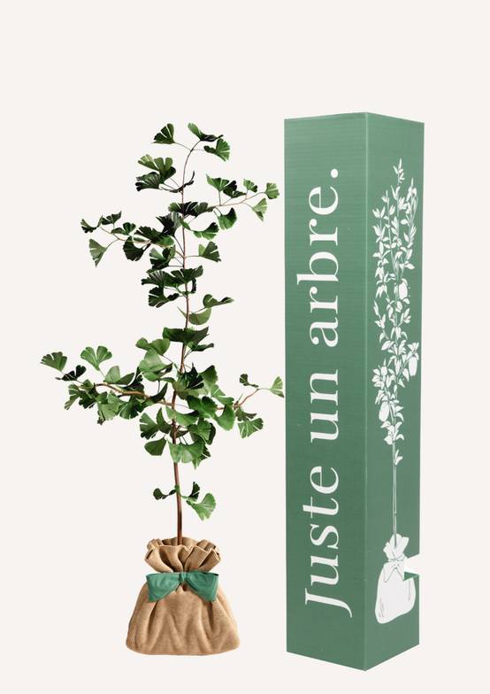 Juste Un Arbre - JUSTE UN ARBRE. – Ginkgo biloba 'Arbre aux quarante écus' | Cadeau symbolique pour naissance, mariage, anniversaire – Arbre résilient, adapté aux… - Image 1