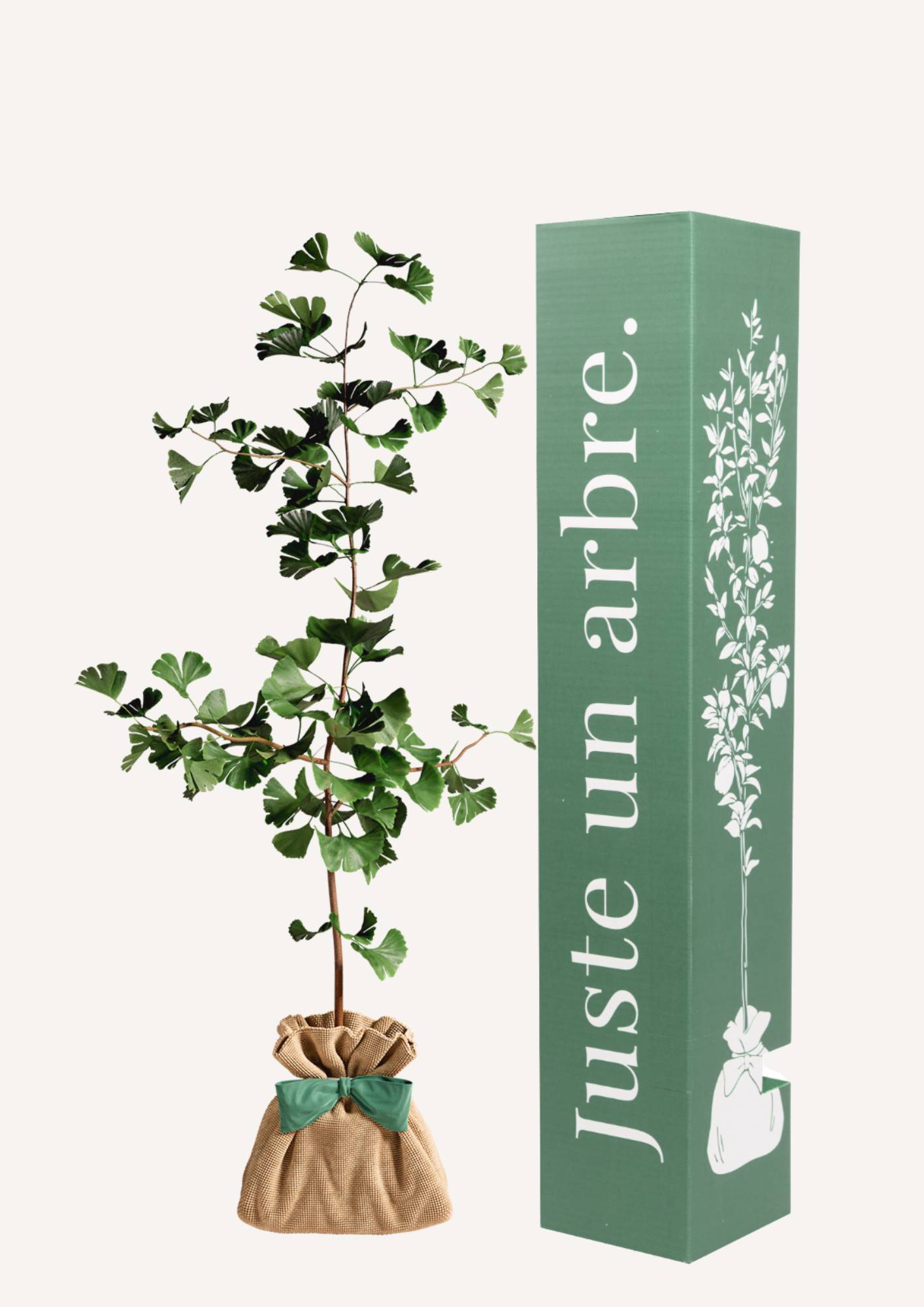 Juste Un Arbre - JUSTE UN ARBRE. – Ginkgo biloba 'Arbre aux quarante écus' | Cadeau symbolique pour naissance, mariage, anniversaire – Arbre résilient, adapté aux… - Image 1