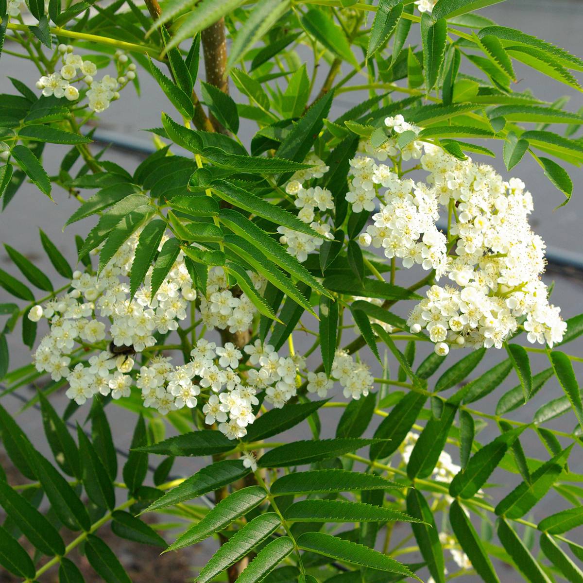 Promesse de Fleurs - Sorbus wilfordii - Sorbier du Japon Pot de 7,5L/10L