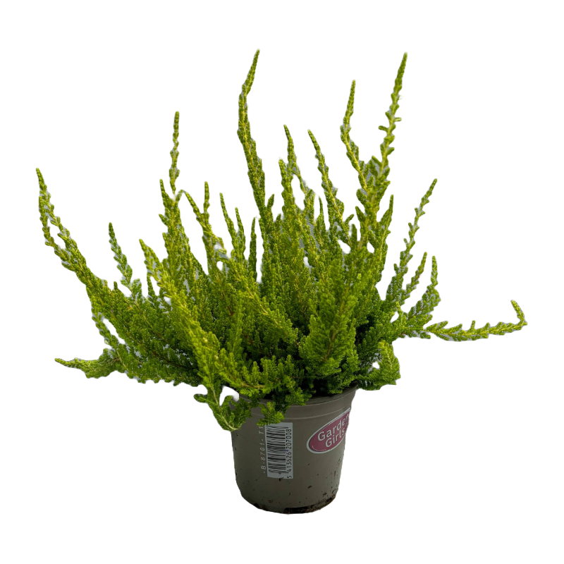 Bruyere calluna Garden girls vert Pot 10.5cm