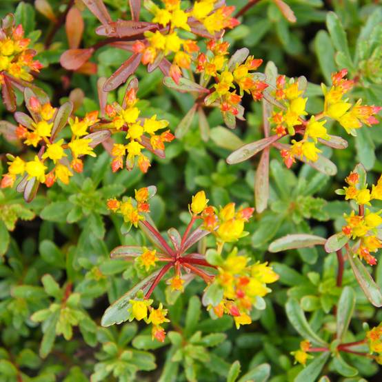 Sedum kamtschaticum subsp. middendorffianum - Orpin du Kamtchatka Godet de 8/9 cm