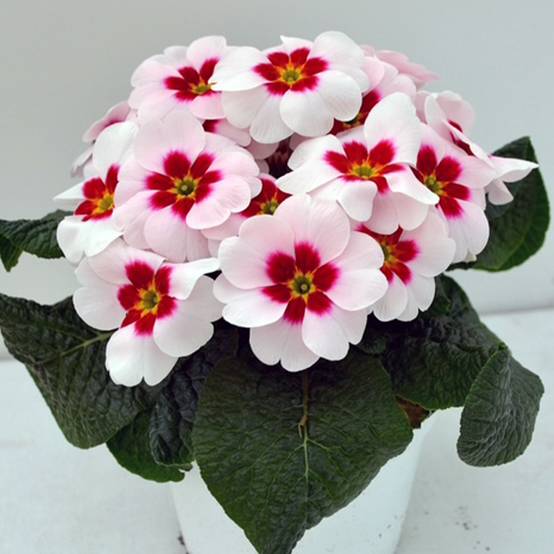 Promesse de Fleurs - Primevère Japan - Primula polyanthus Mini-motte Ø 1,5/2,5 cm