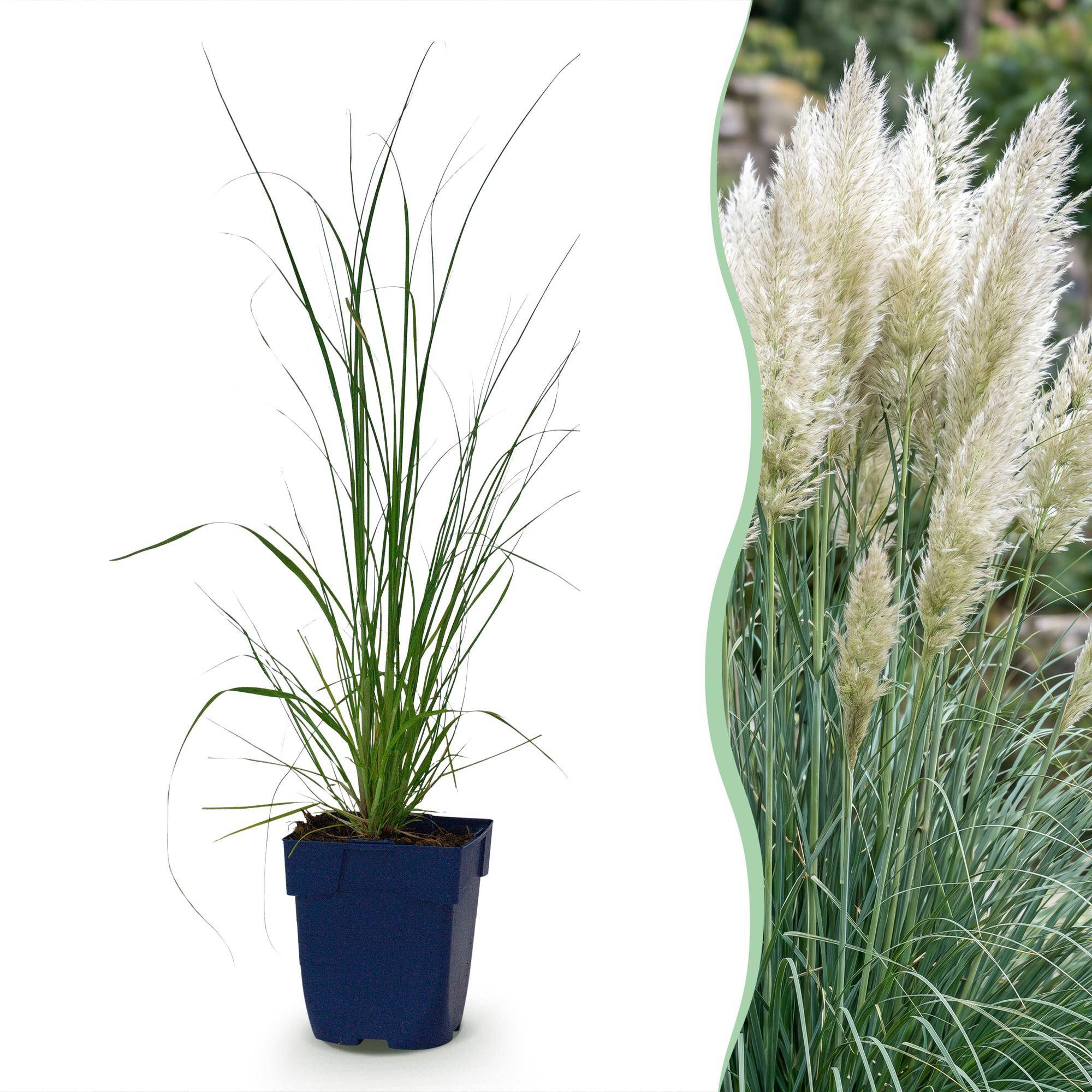 Herbe de la pampa naine 'Pumila' (Cortaderia selloana) - graminée à plumets - Pot 11 cm - Hauteur 25 cm - 24 plants - Plantes d'intérieur