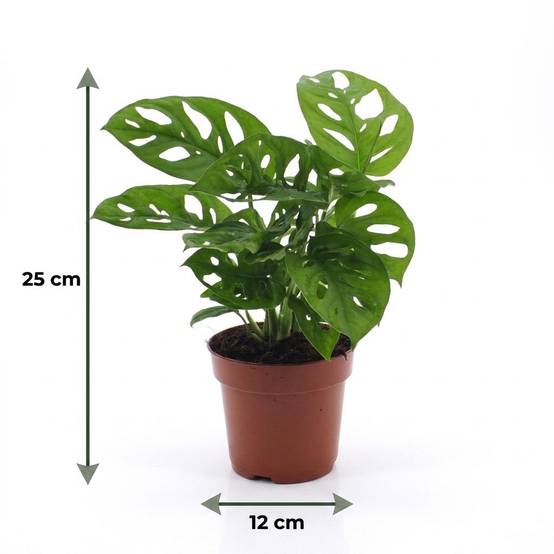 Monstera adansonii - avec pot gris - lot de 4 - Ø12cm - ↕25cm - Plantes d’intérieur - Image 5