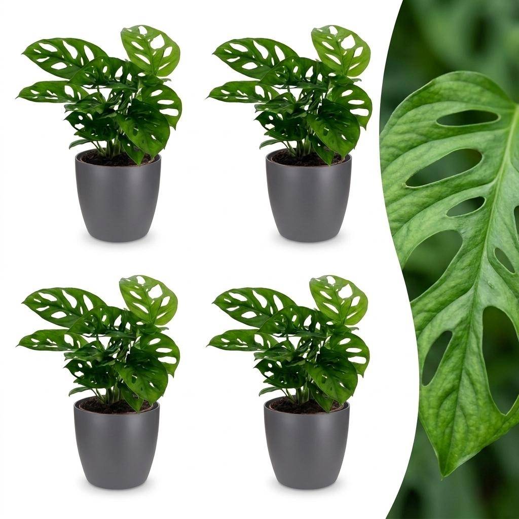 Monstera adansonii - avec pot gris - lot de 4 - Ø12cm - ↕25cm - Plantes d’intérieur - Image 1