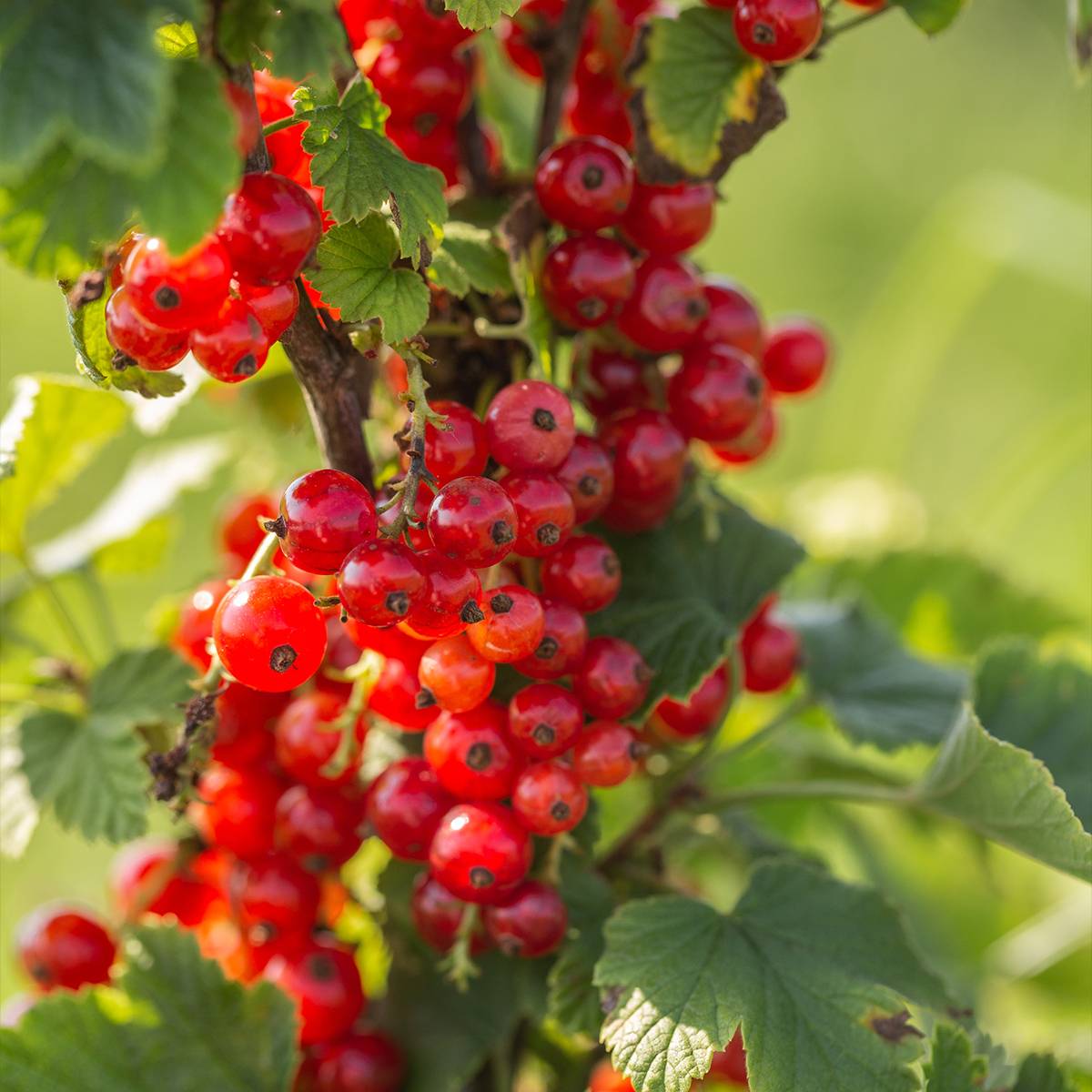 Groseillier à grappes rouges Premiere Groseille Raisin Deltir Motte "Prêt-à-planter", Buisson