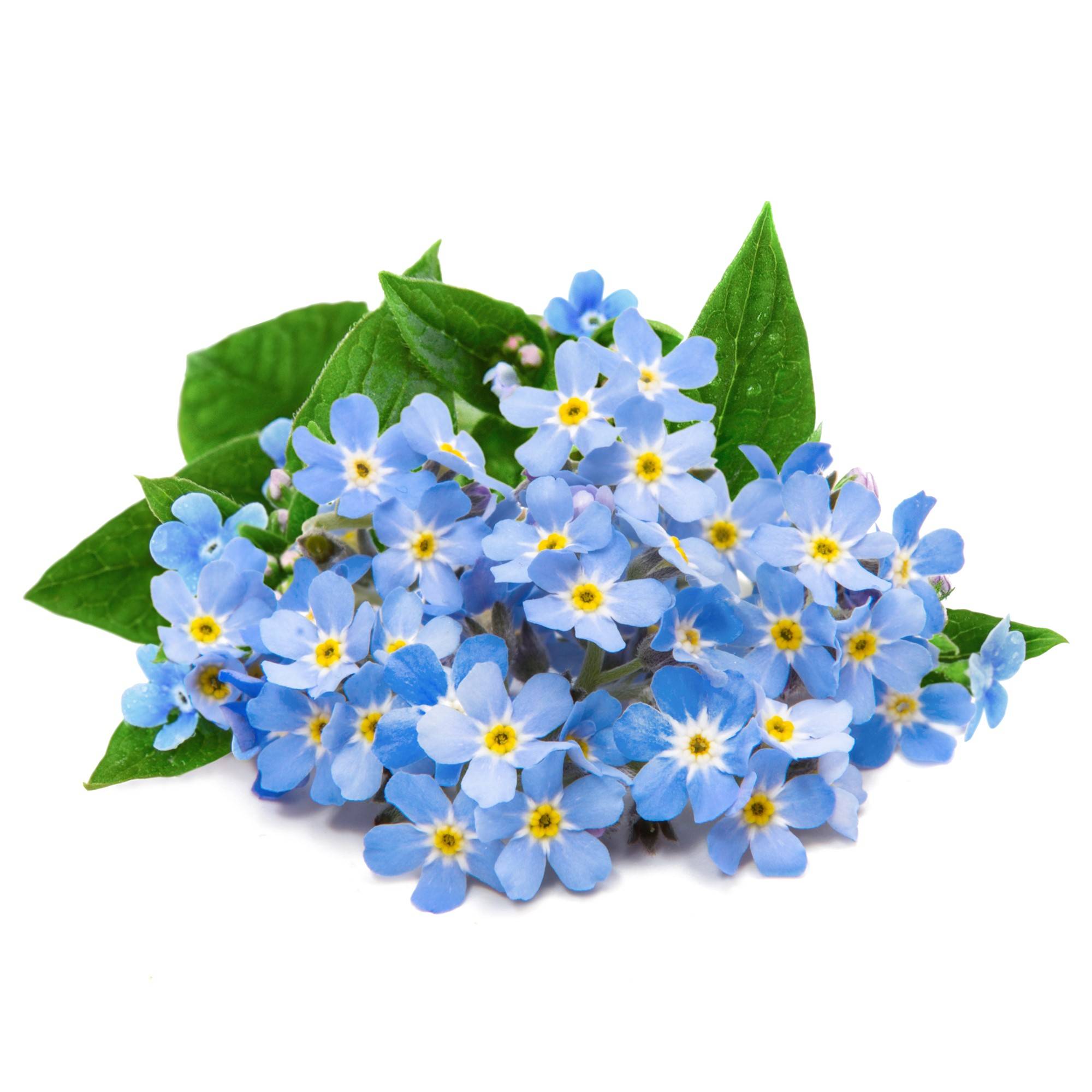 Veritable - Lingot Myosotis - Recharge prête à l'emploi - Véritable - Imagen 2