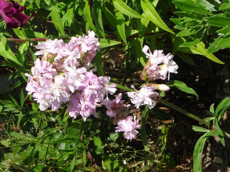 Saponaria officinalis Rosea Plena - Saponaire officinale semi-double rose clair Godet de 8/9 cm