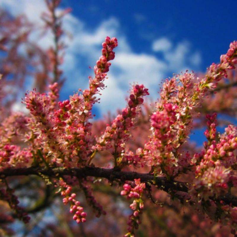 Tamaris d'été (Tamarix ramosissima) - Godet - Taille 20/40cm - Pépinières Naudet