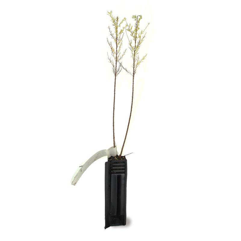 Tamaris d'été (Tamarix ramosissima) - Godet - Taille 20/40cm - Pépinières Naudet - Image 2