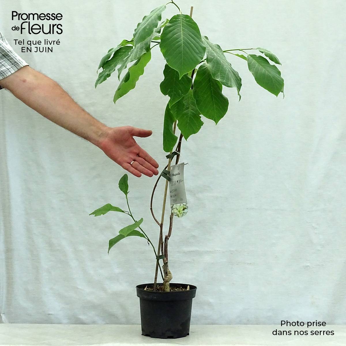 Magnolia Gold Star Pot de 2L/3L - Image 2