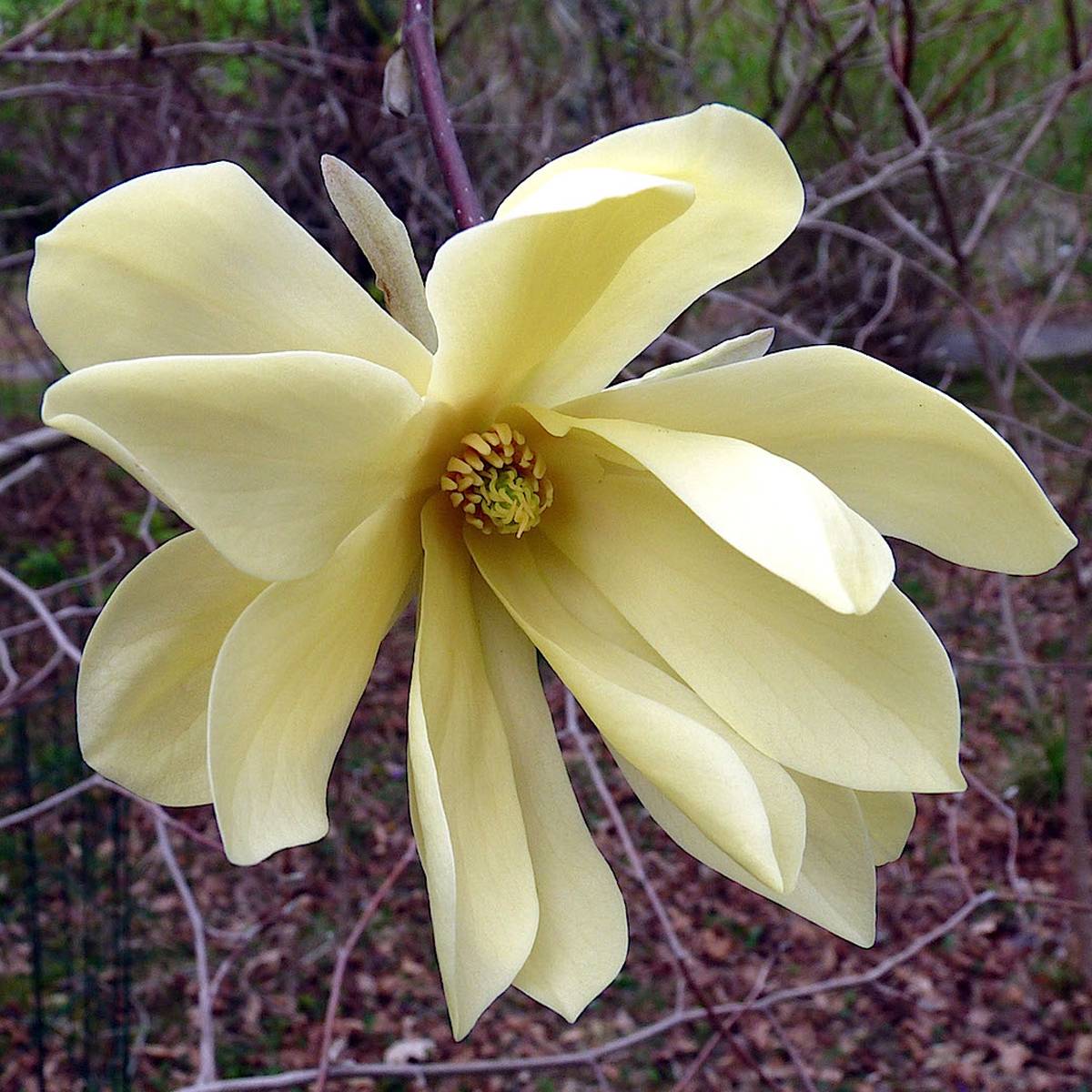 Magnolia Gold Star Pot de 2L/3L - Image 1