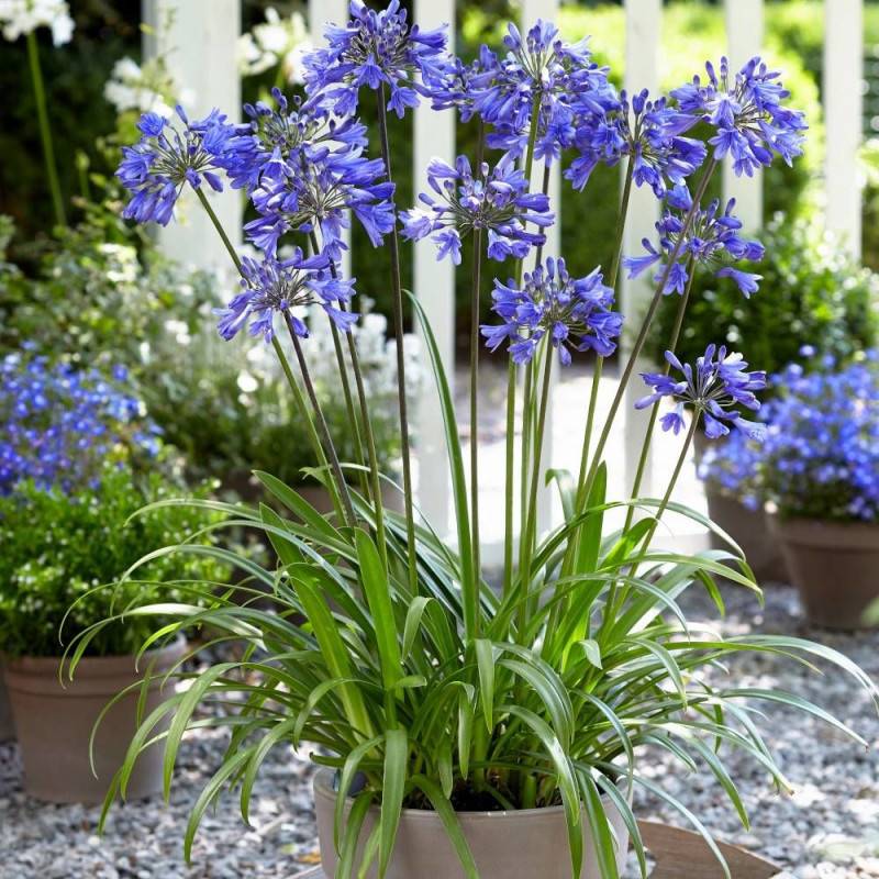 Agapanthe EVER SAPPHIRE® 'Andbin' à fleurs Bleue/ - feuillage Caduc - Pot de 3L - 20/40 cm - Imagen 1