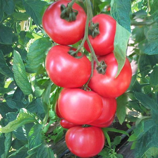 Tomate Honey Moon F1 en plants Mini-motte Ø 3/4 cm (par 5)