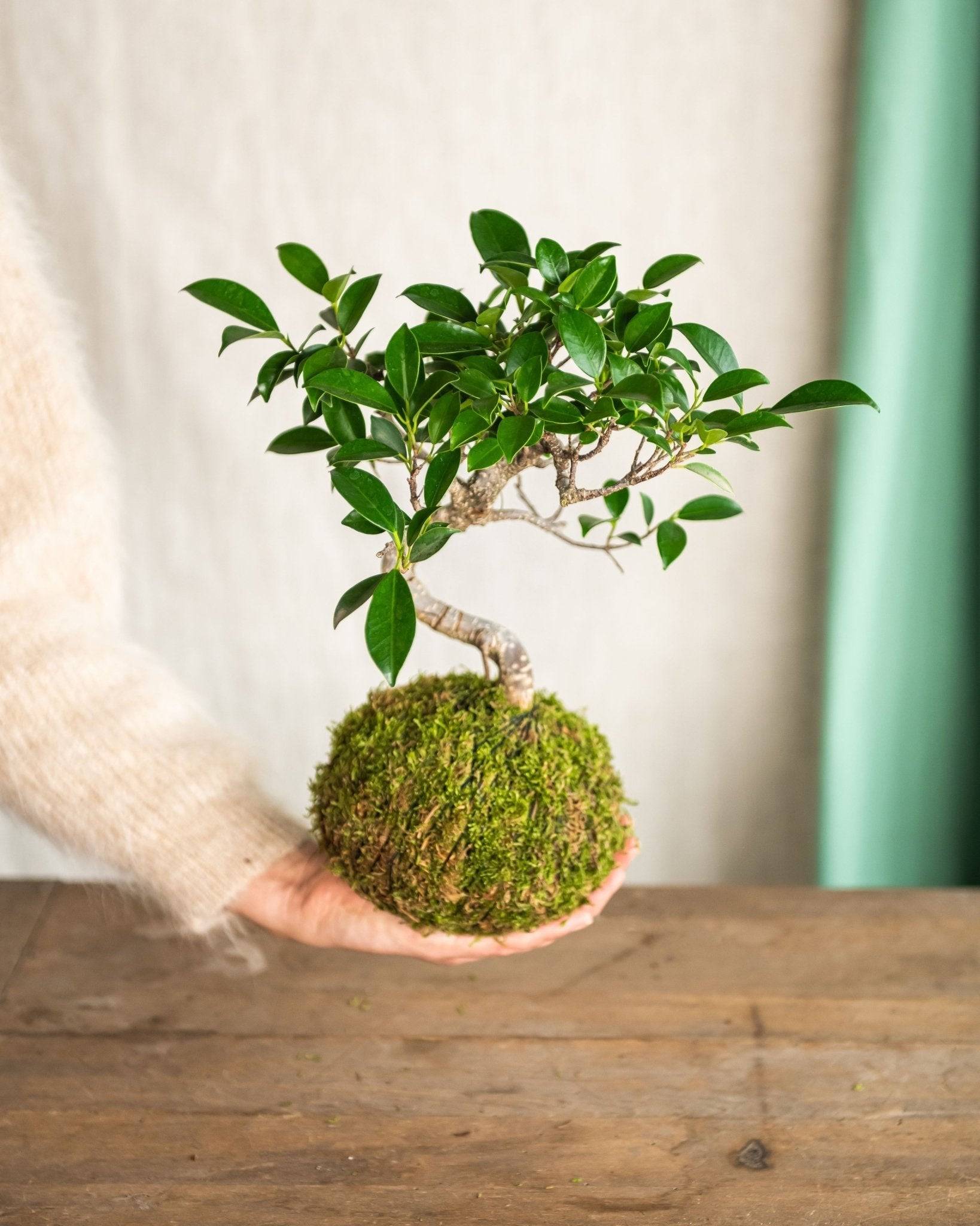 Kokedama - Bonsai Retusa- La Green Touch - Image 1