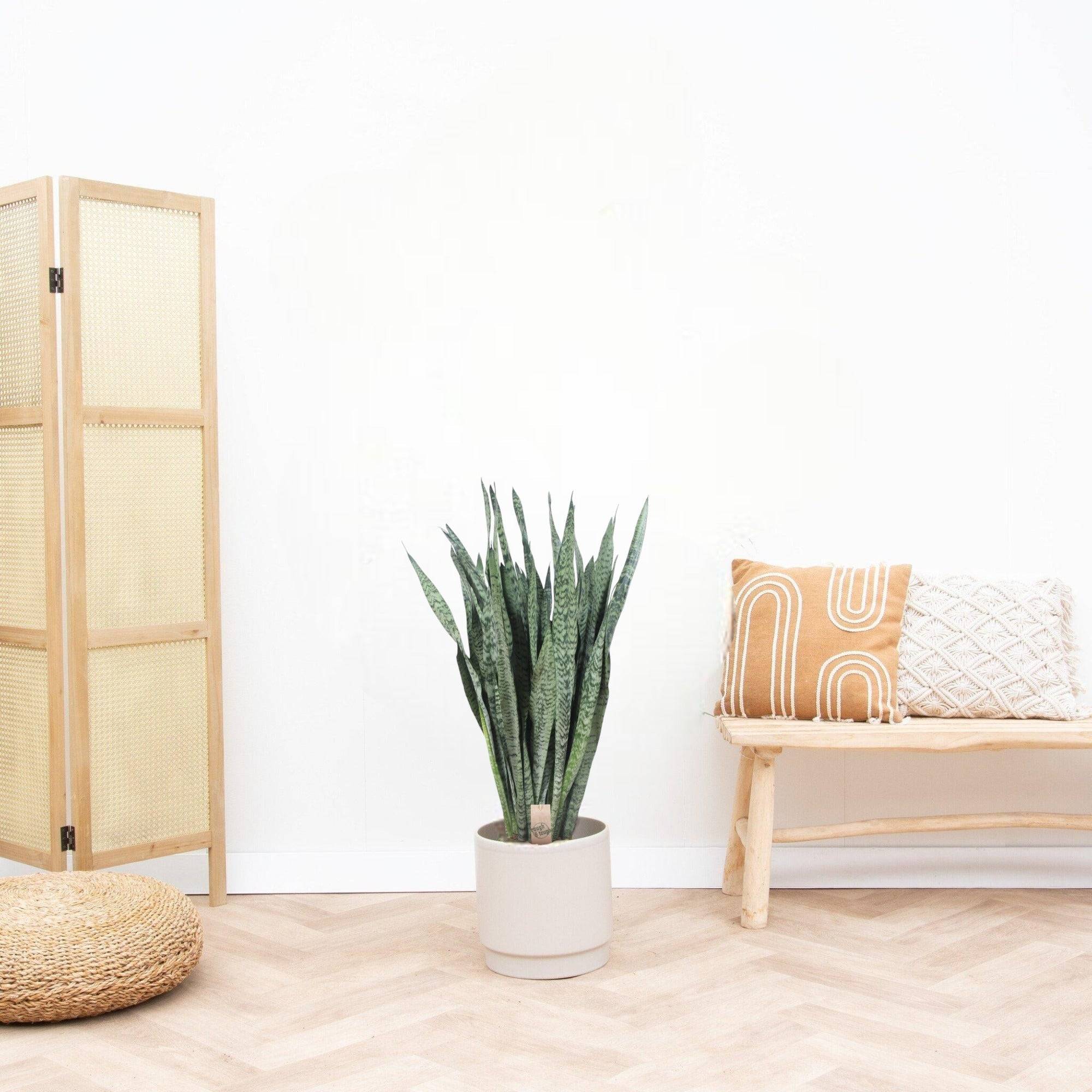 La Green Touch - Sansevieria Zeylenica - D35 H110cm