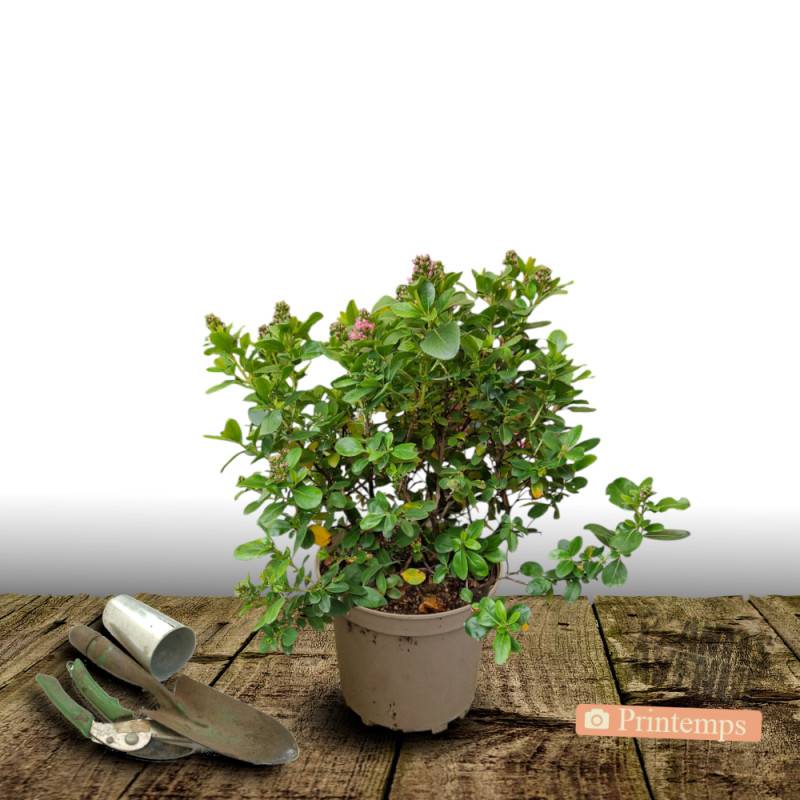 Escallonia Apple Blossom à fleurs Rose - feuillage Persistant - Pot de 4L - 40/60 cm-  hauteur à maturité De 1,50 m à 2,00 m - Image 5
