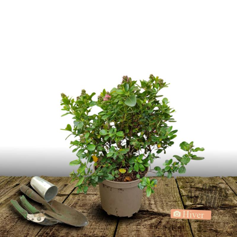 Escallonia Apple Blossom à fleurs Rose - feuillage Persistant - Pot de 4L - 40/60 cm-  hauteur à maturité De 1,50 m à 2,00 m - Image 4
