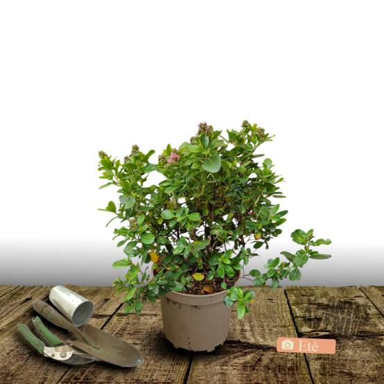 Escallonia Apple Blossom à fleurs Rose - feuillage Persistant - Pot de 4L - 40/60 cm- hauteur à maturité De 1,50 m à 2,00 m - Image 3