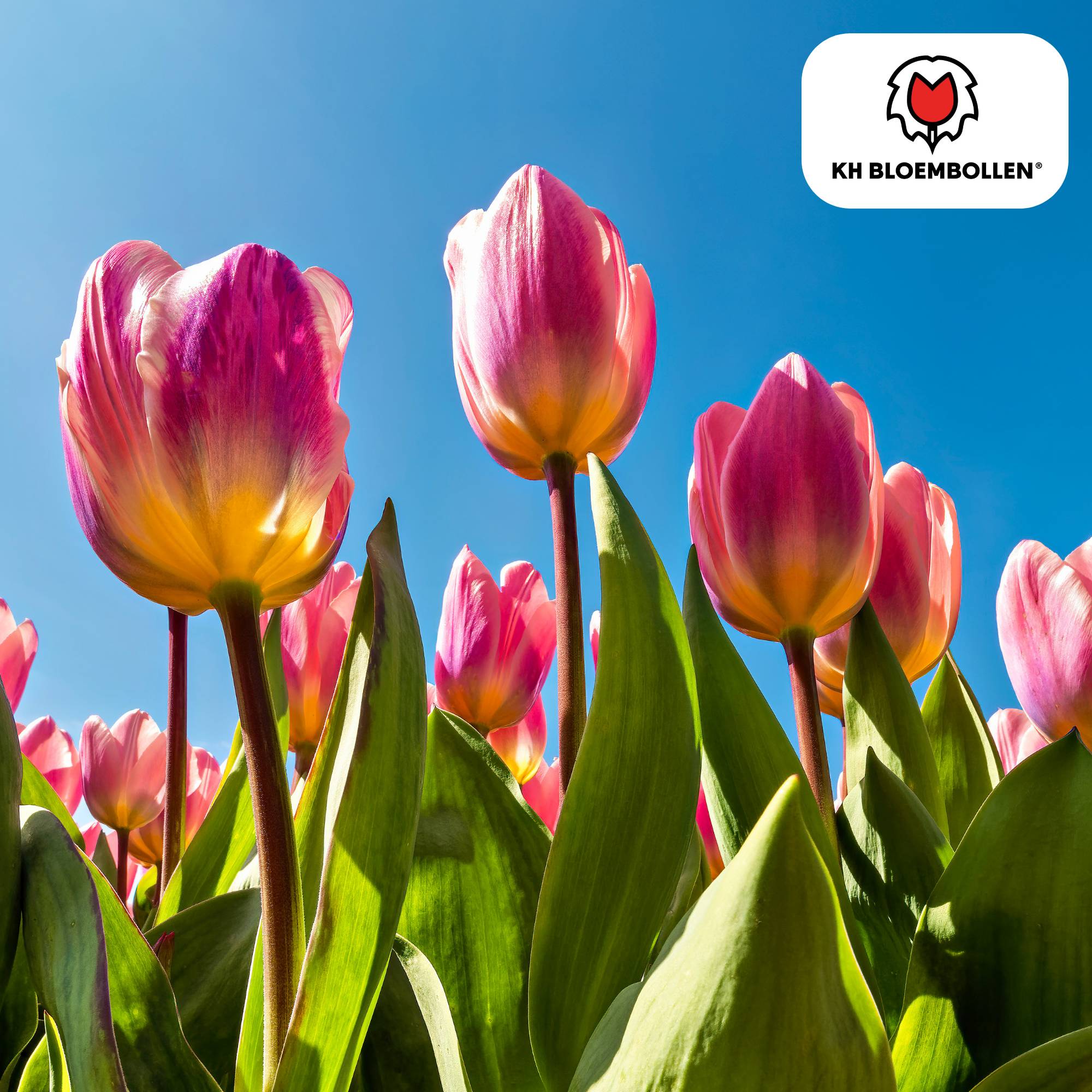 La Green Touch - Tulipe Light and Dreamy - 20 bulbes