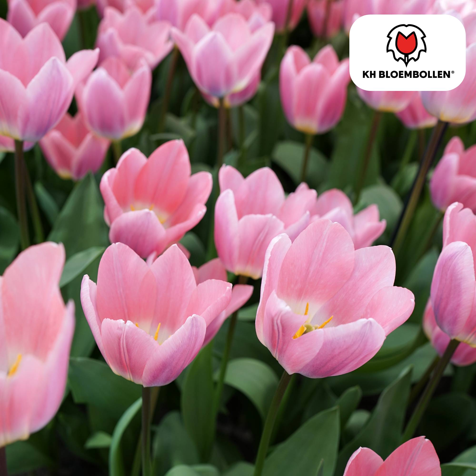 La Green Touch - Tulipe Light and Dreamy - 20 bulbes - Image 2