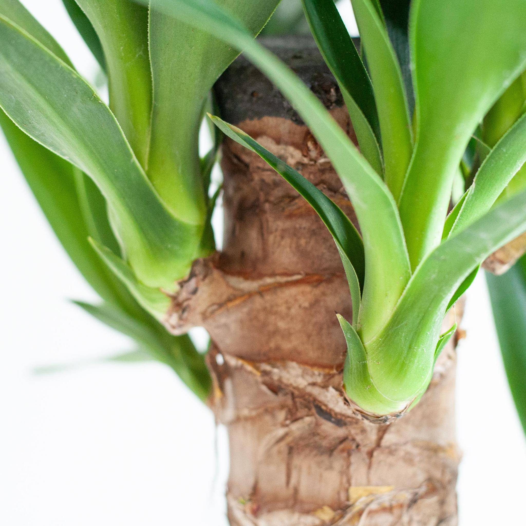 La Green Touch - Dracaena Janet Lindt et son pot- La Green Touch Panier naturel - Hauteur 95cm - Image 6