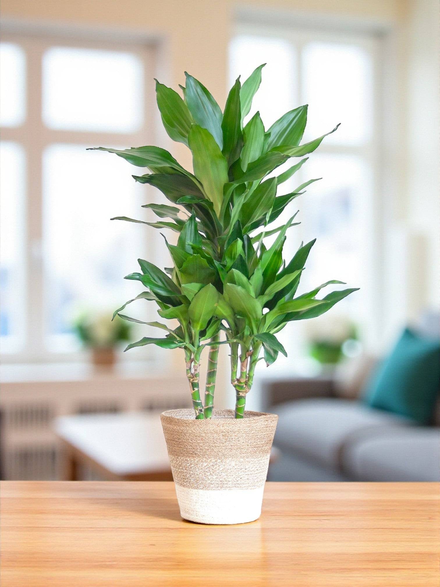 La Green Touch - Dracaena Janet Lindt et son pot- La Green Touch Panier naturel - Hauteur 95cm - Image 1