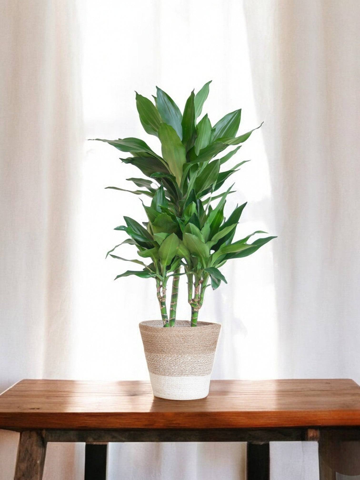La Green Touch - Dracaena Janet Lindt et son pot- La Green Touch Panier naturel - Hauteur 95cm - Image 2