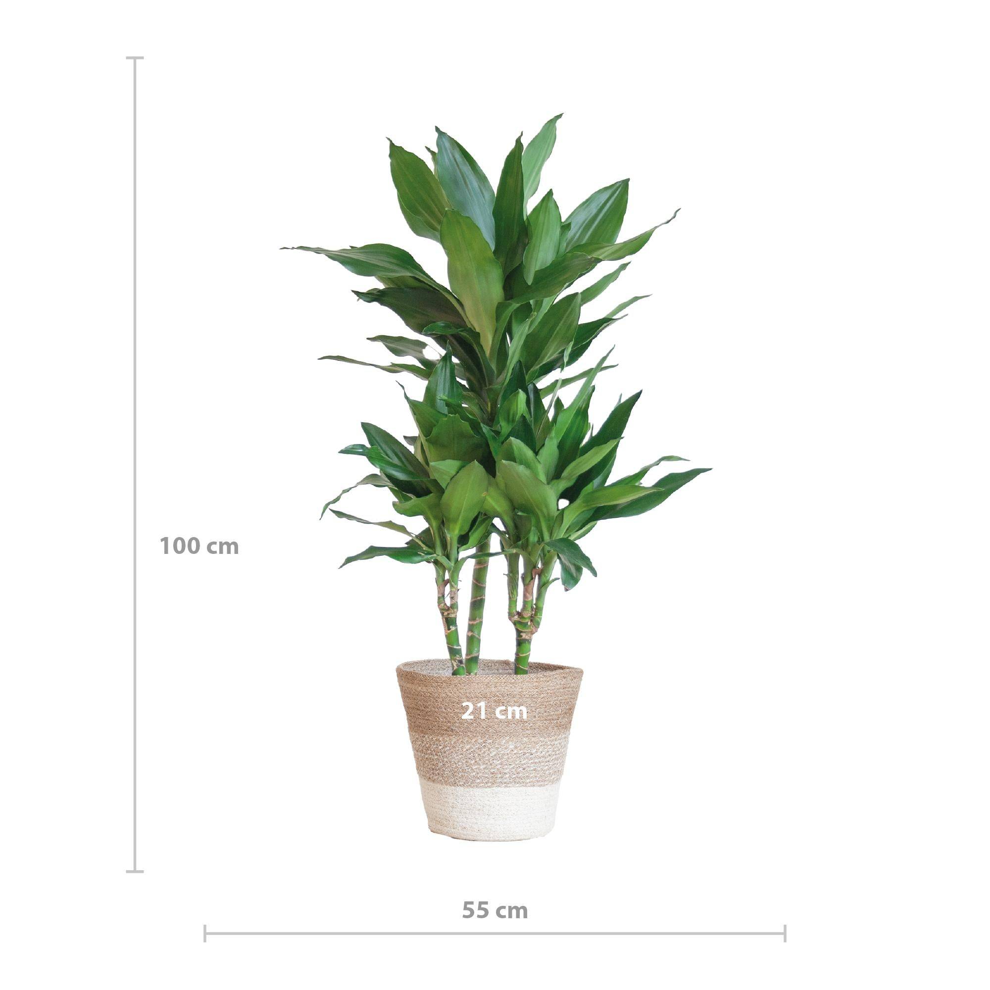 La Green Touch - Dracaena Janet Lindt et son pot- La Green Touch Panier naturel - Hauteur 95cm - Image 5