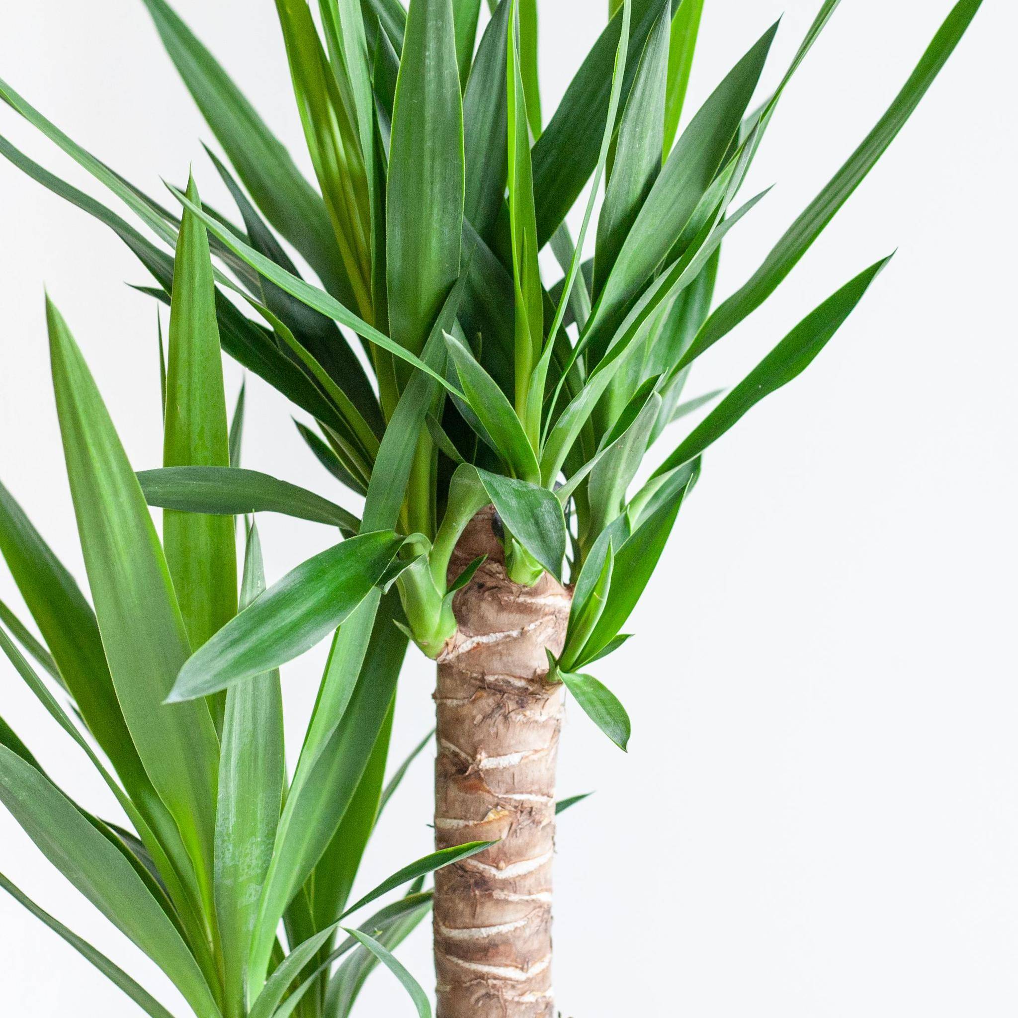 La Green Touch - Dracaena Janet Lindt et son pot- La Green Touch Panier naturel - Hauteur 95cm - Image 7