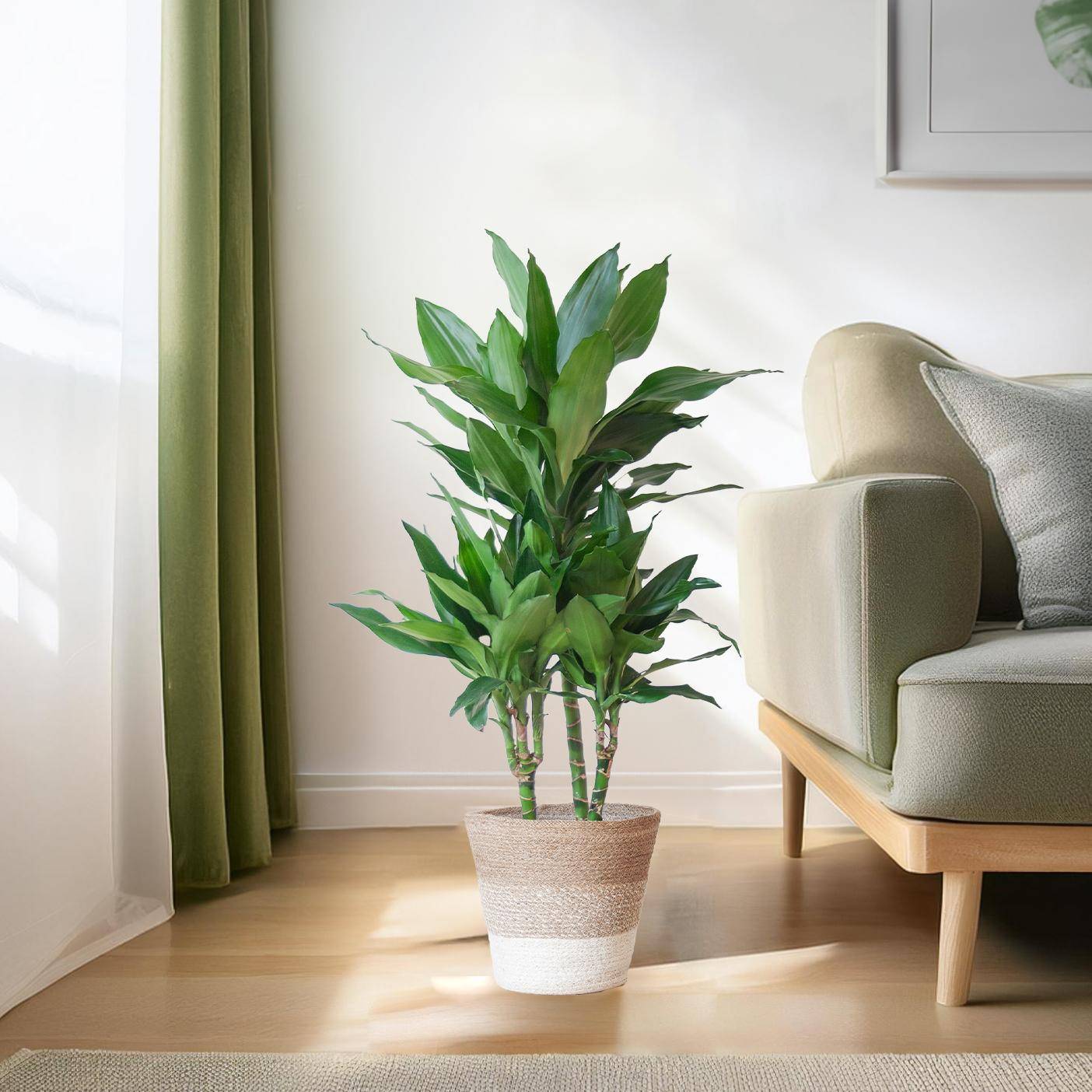 La Green Touch - Dracaena Janet Lindt et son pot- La Green Touch Panier naturel - Hauteur 95cm - Image 3