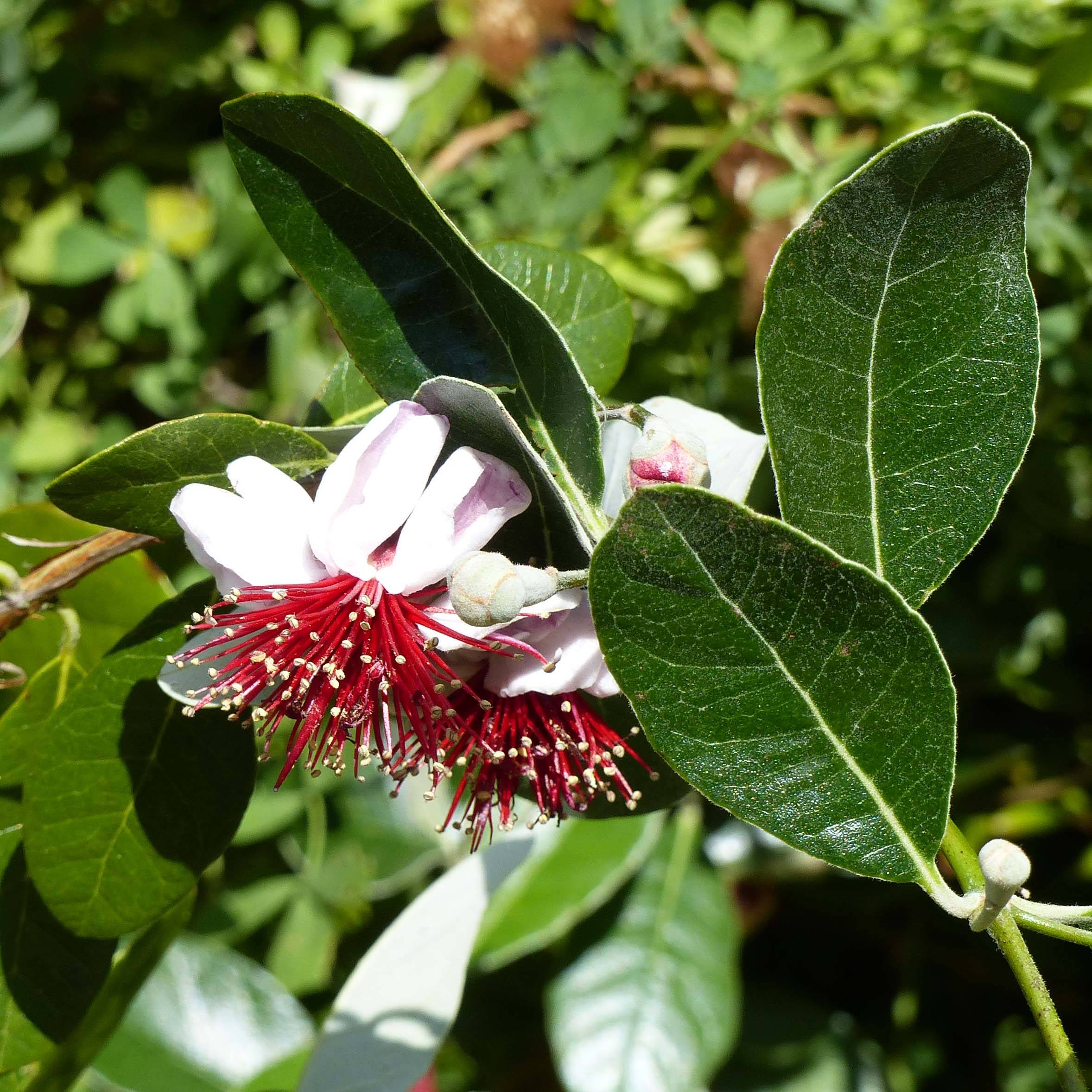 Promesse de Fleurs - Acca sellowiana Coolidge  - Goyavier du Brésil autofertile Pot de 2L/3L