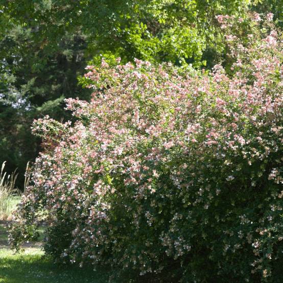 Abelia à grandes fleurs, Abélia grandiflora à fleurs Blanche - feuillage Persistant - Pot de 7,5L - 60/80 cm- hauteur à maturité De 1,50 m à 2,00 m - Image 1