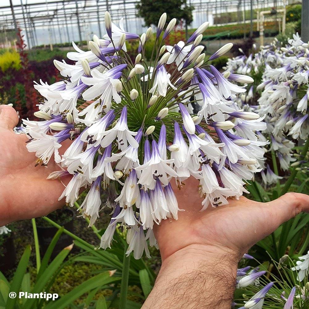 Promesse de Fleurs - Agapanthe hybride Fireworks Pot de 1L/1,5L