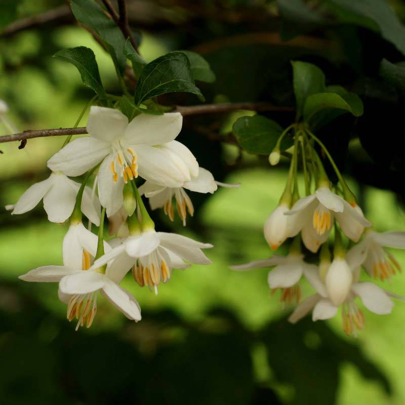 Styrax japonica - Styrax japonais Pot de 3L/4L - Jardiland