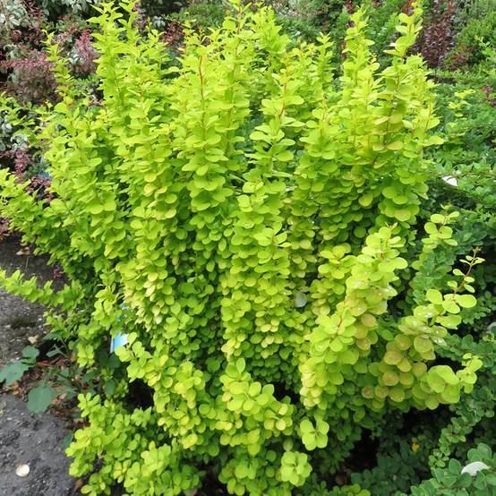 Berberis thunbergii Golden Torch - Epine-vinette Godet de 8/9 cm