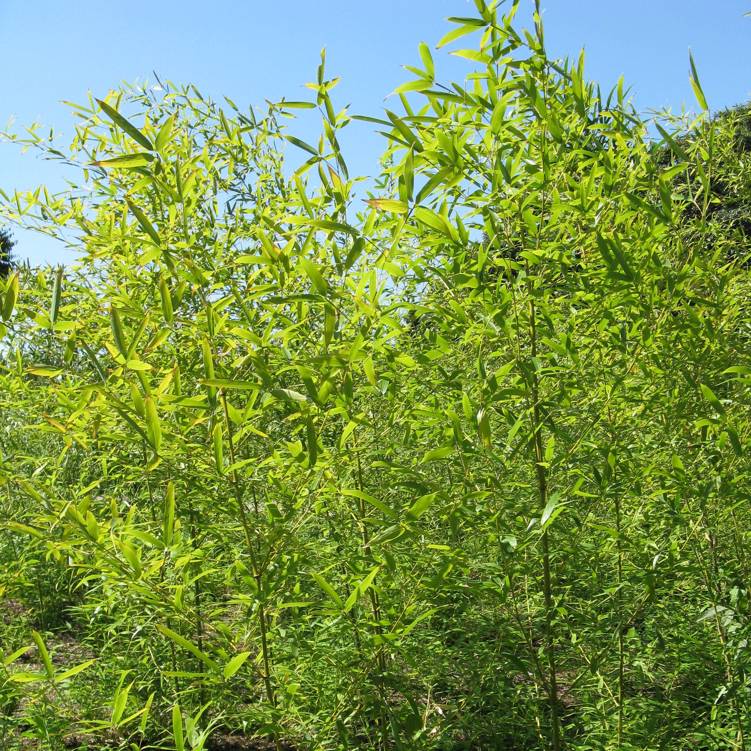 Promesse de Fleurs - Phyllostachys nigra Henonis - Bambou géant Pot de 2L/3L