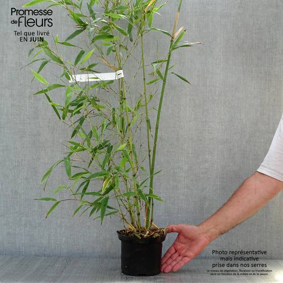 Phyllostachys nigra Henonis - Bambou géant Pot de 2L/3L - Image 2