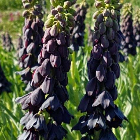 Promesse de Fleurs - Fritillaria persica Twintowers Tribute - Fritillaire de Perse Bulbe calibre 20+