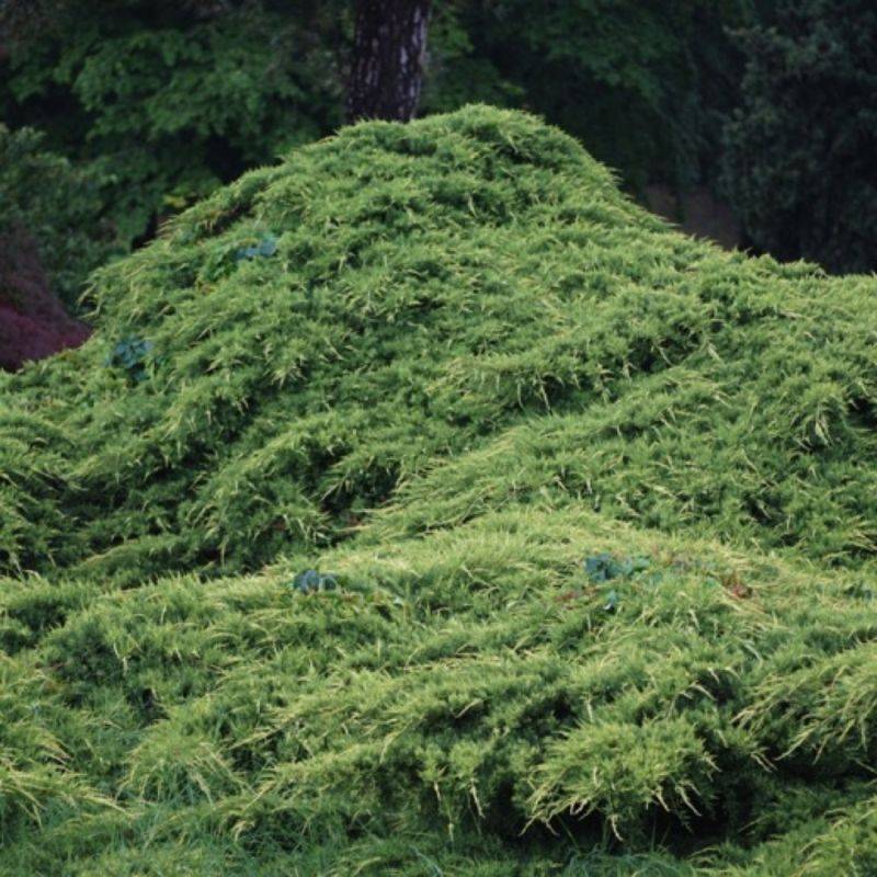 Genévrier 'Pfitzeriana' (Juniperus Pfitzeriana) - Godet 9cm - Pépinières Naudet