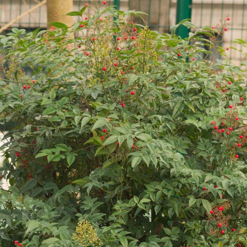 Bambou sacré Gulf Stream, Nandina à fleurs Blanche - feuillage Persistant - Pot de 3L - 20/40 cm-  hauteur à maturité De 0,50 m à 1,00 m
