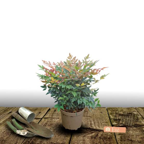 Bambou sacré Gulf Stream, Nandina à fleurs Blanche - feuillage Persistant - Pot de 3L - 20/40 cm- hauteur à maturité De 0,50 m à 1,00 m - Image 3