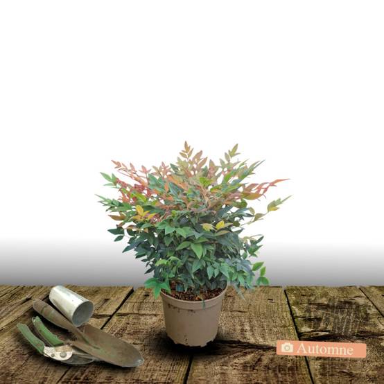 Bambou sacré Gulf Stream, Nandina à fleurs Blanche - feuillage Persistant - Pot de 3L - 20/40 cm- hauteur à maturité De 0,50 m à 1,00 m - Image 2