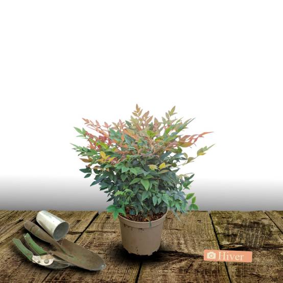Bambou sacré Gulf Stream, Nandina à fleurs Blanche - feuillage Persistant - Pot de 3L - 20/40 cm- hauteur à maturité De 0,50 m à 1,00 m - Image 4