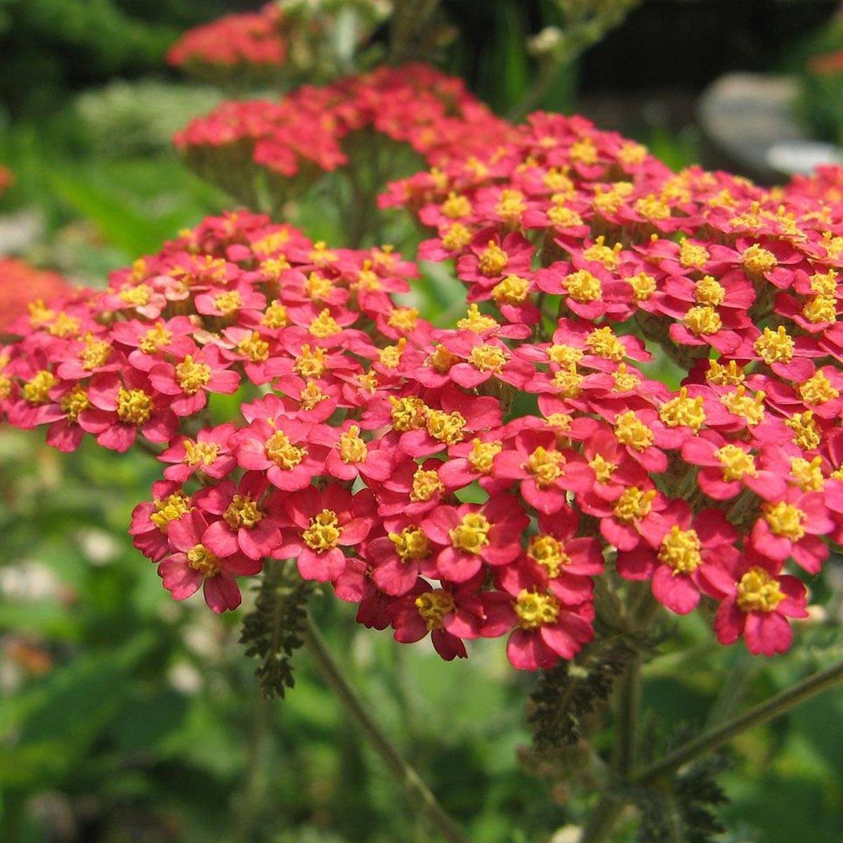 Achillée millefolium Paprika Pot de 2L/3L