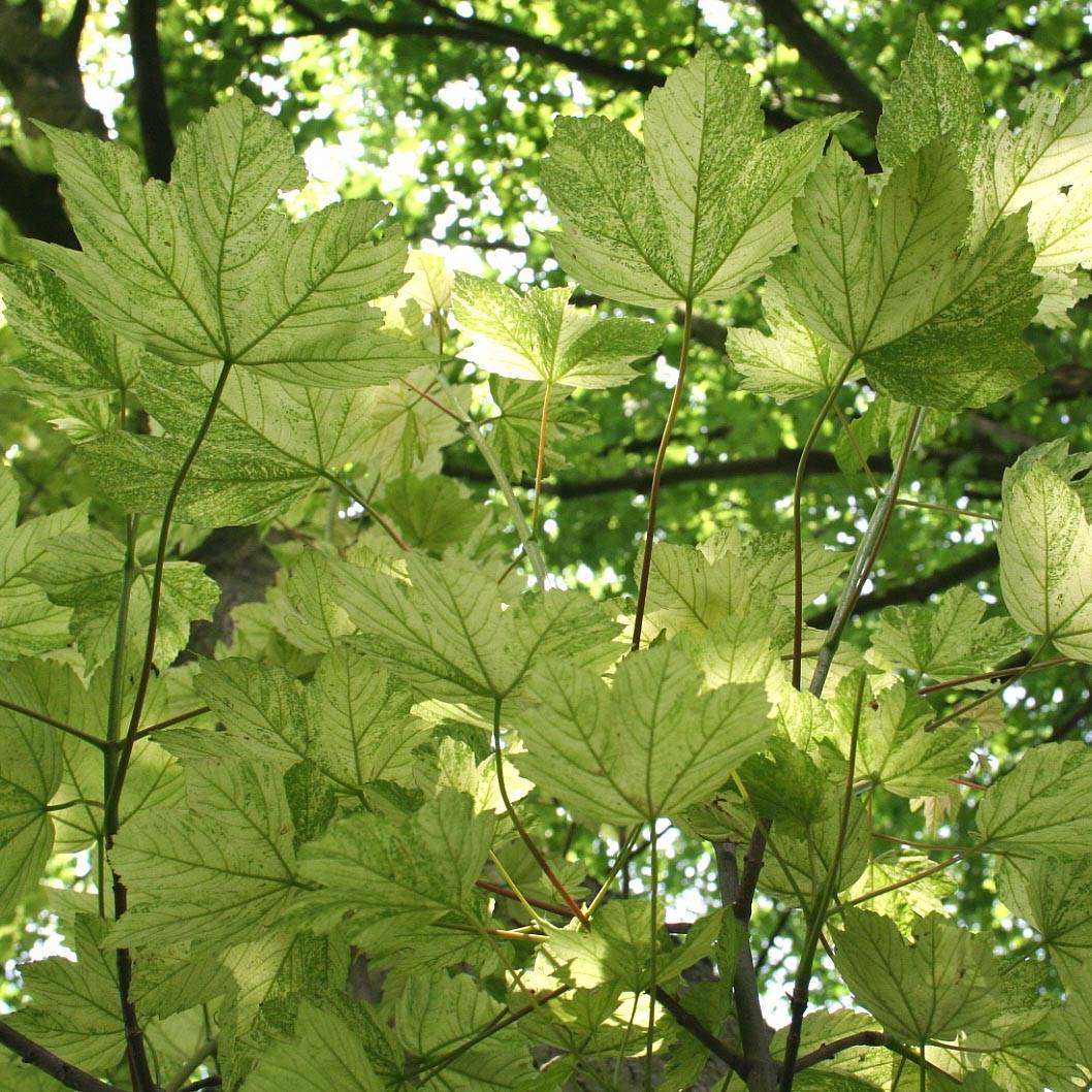 Promesse de Fleurs - Érable sycomore Leopoldii - Acer pseudoplatanus Pot de 20L/25L, Tige