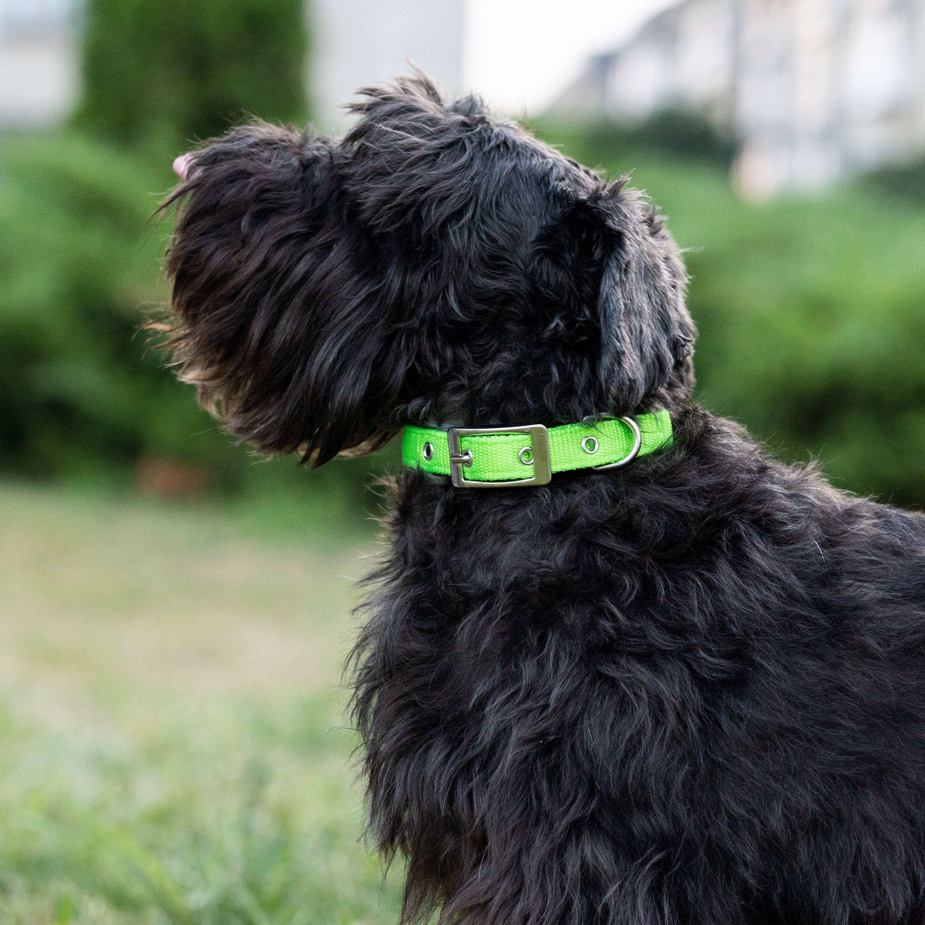 Ferplast - Collier chien chiens nylon souple rembourrage FERPLAST DAYTONA différentes tailles et couleurs - Imagen 4