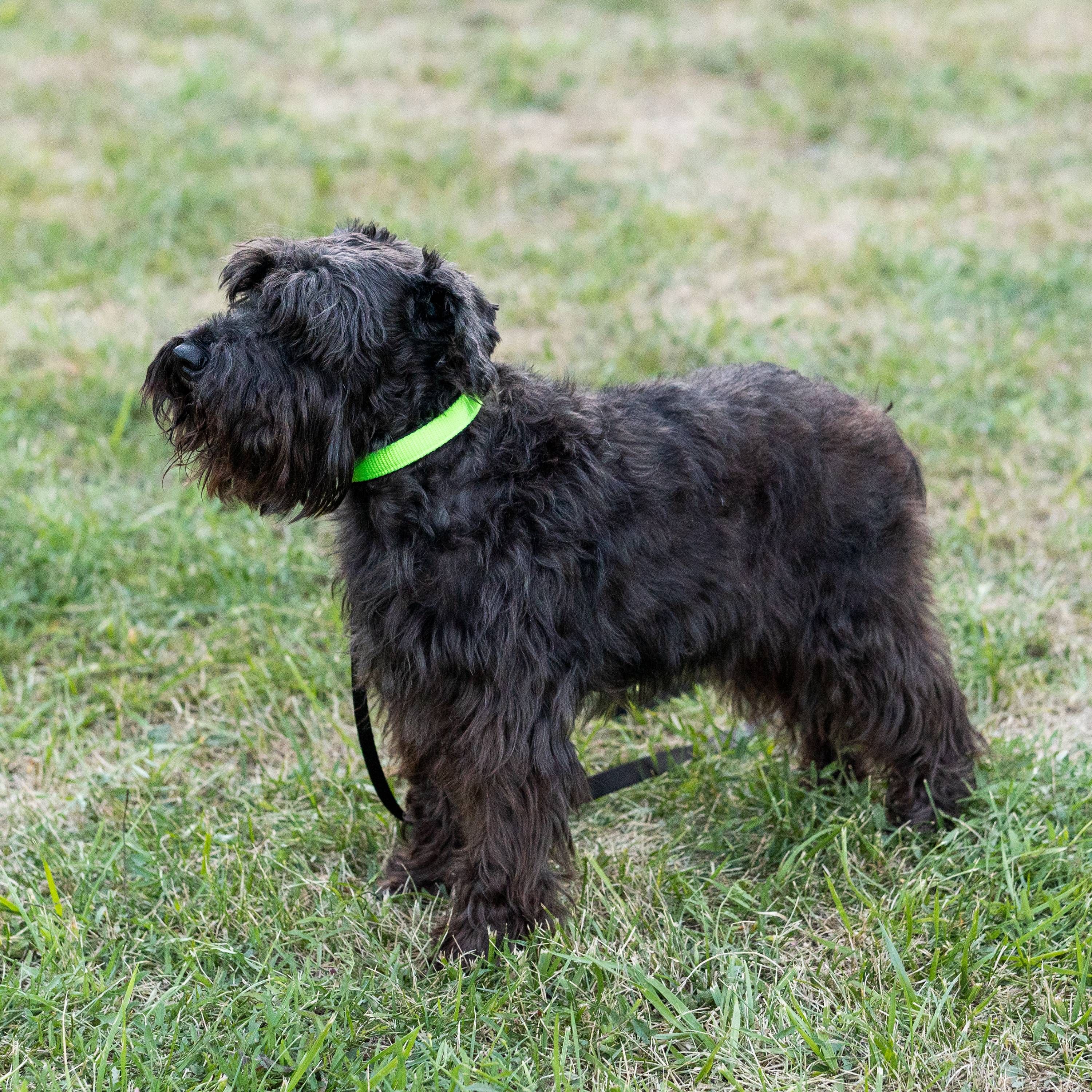 Ferplast - Collier chien chiens nylon souple rembourrage FERPLAST DAYTONA différentes tailles et couleurs - Imagen 3