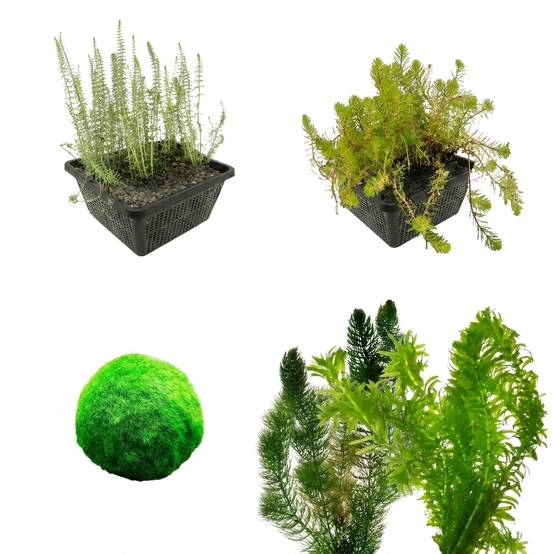 0 - Pack Plantes Oxygénantes 1.500-3.000L - Eau Claire - 10L - 48 Pièces - Image 1