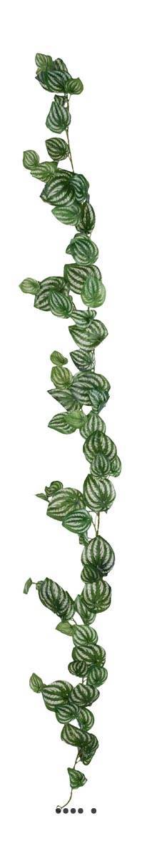 Artificielles - Guirlande factice ramifiée de feuilles de Peperomia H180cm magnifique - Imagen 1